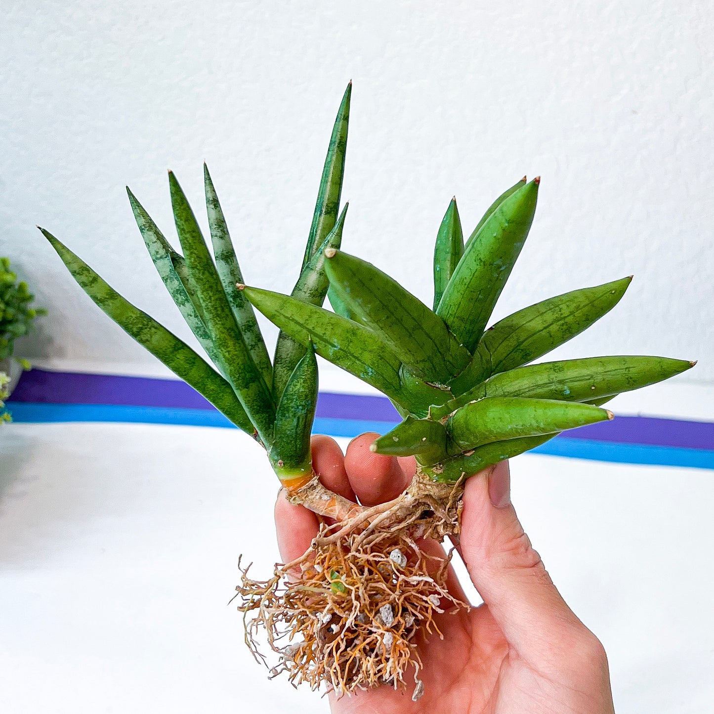Sansevieria Silver Crown (#A10) | Rare Imported Plants | Hybrid Boncel