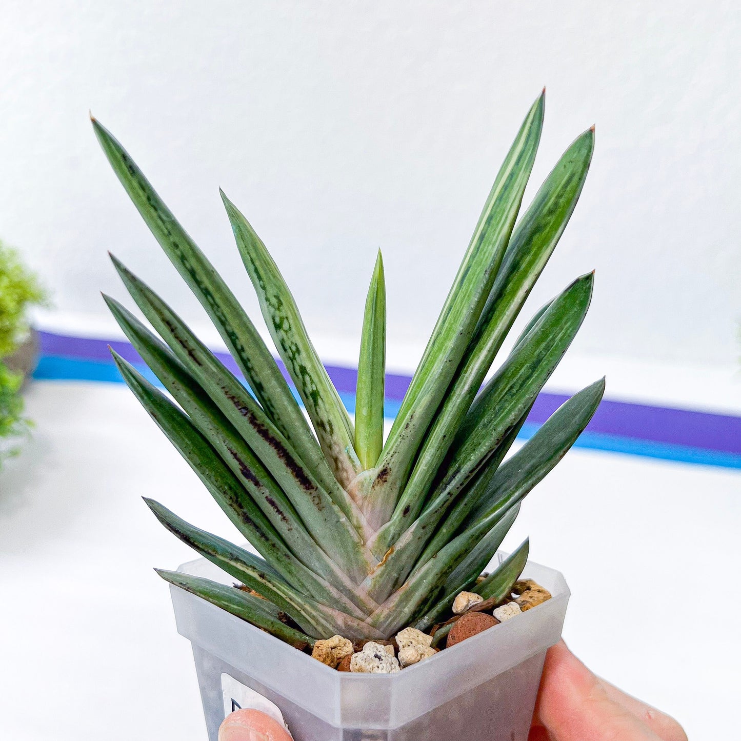 Rare Gasteria Hybrid (#F1) | South African Plants | Imported Plants