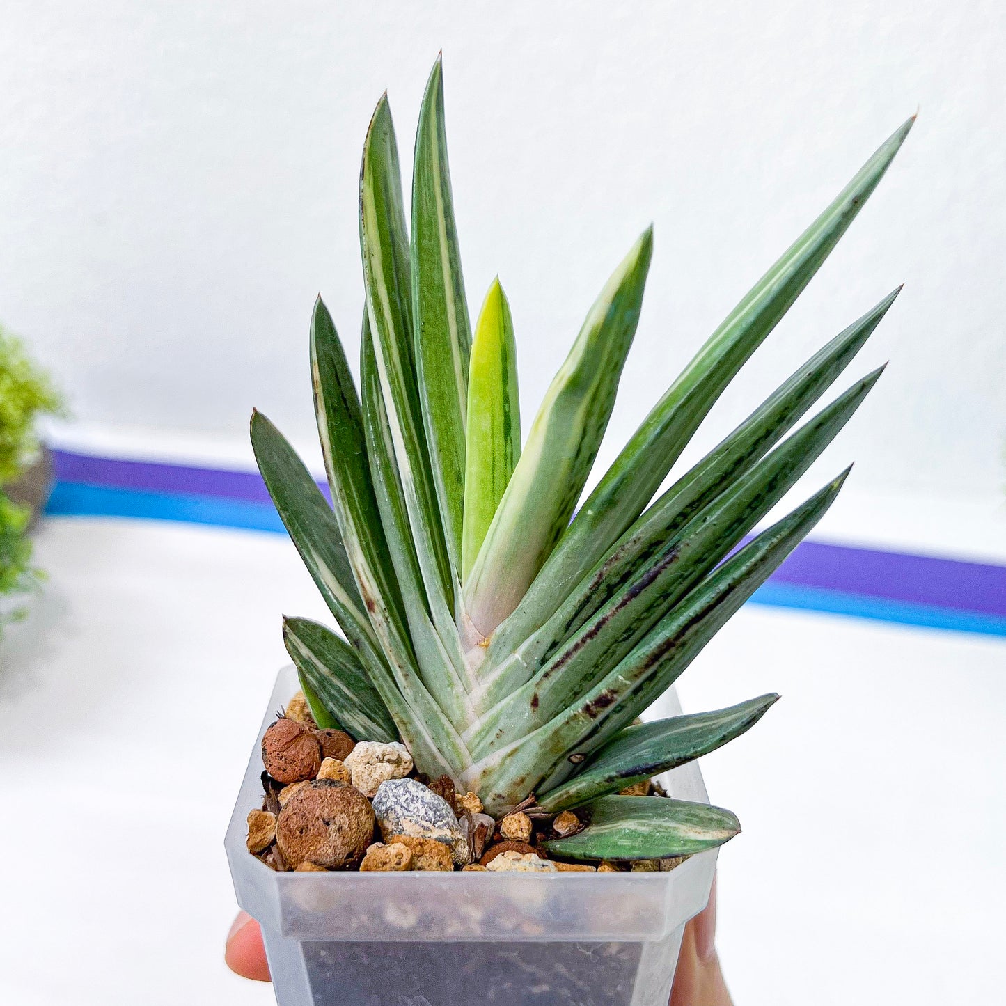 Rare Gasteria Hybrid (#F1) | South African Plants | Imported Plants