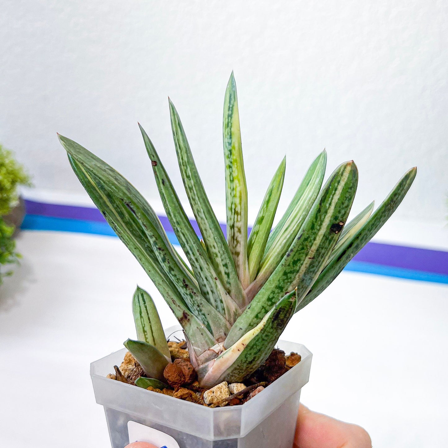 Rare Gasteria Hybrid (#F1) | South African Plants | Imported Plants