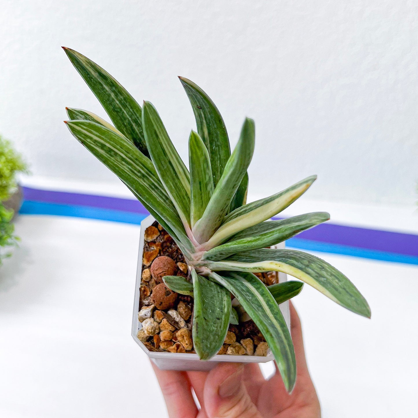 Rare Gasteria Hybrid (#F1) | South African Plants | Imported Plants