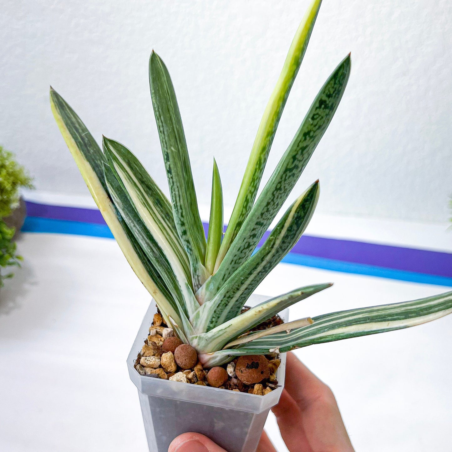 Rare Gasteria Hybrid (#F1) | South African Plants | Imported Plants