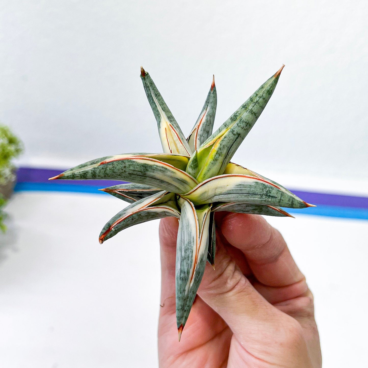 Sansevieria Blue Cone White Variegated | Snake Plant | Rare Imported Plants