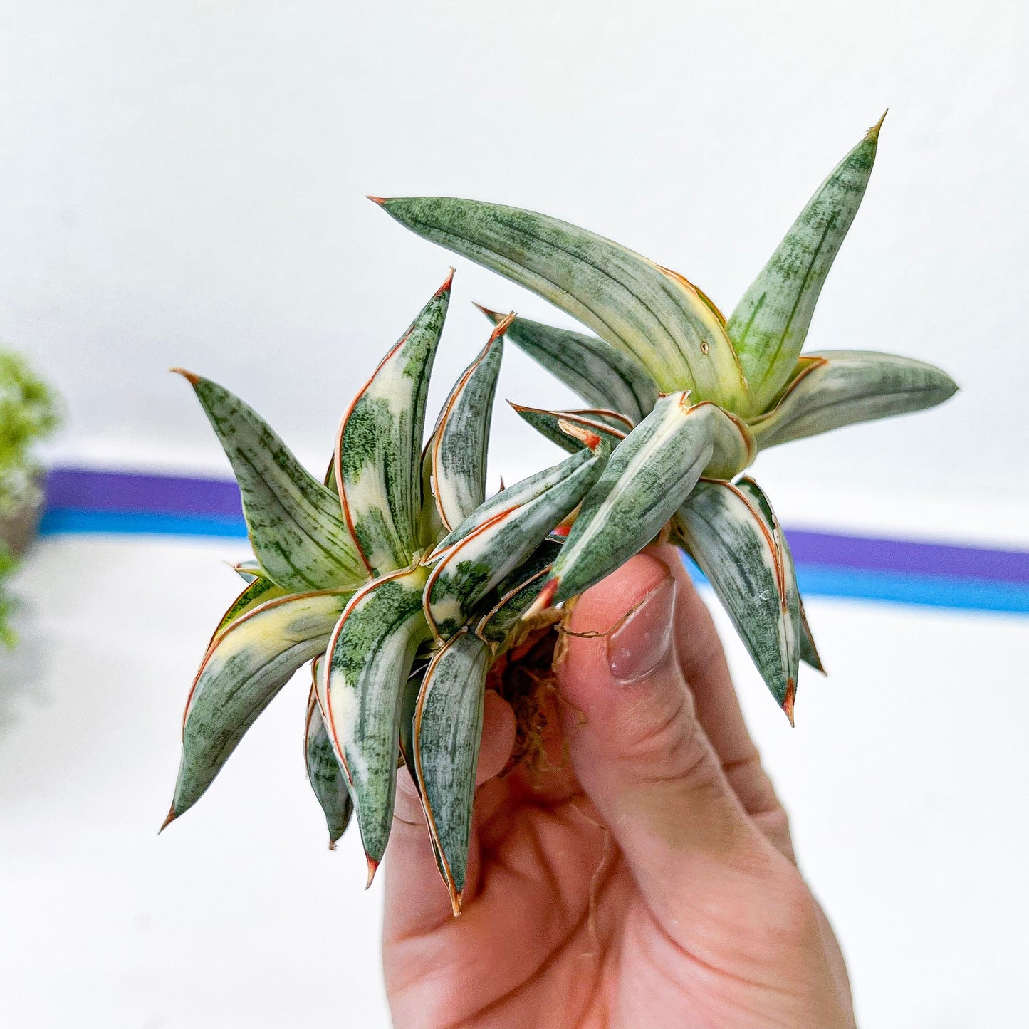 Sansevieria Blue Cone White Variegated | Snake Plant | Rare Imported Plants