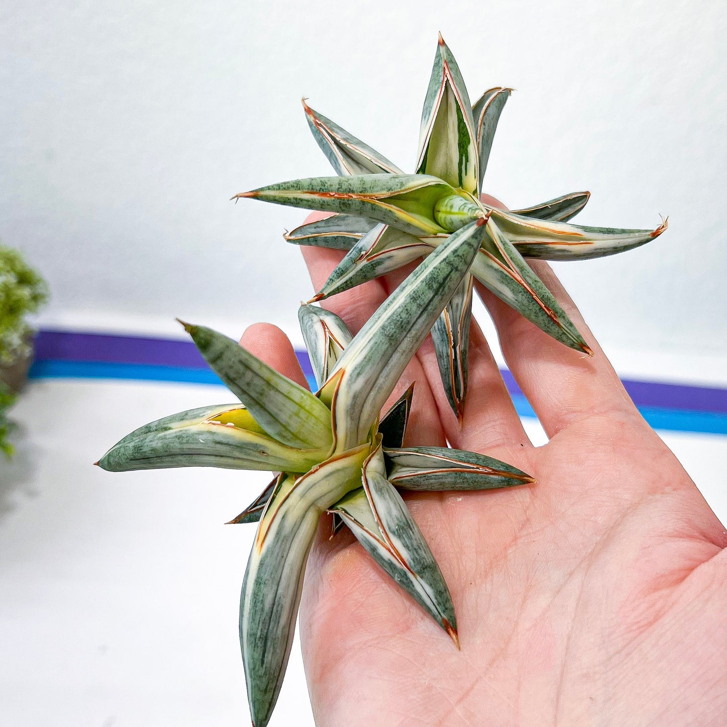Sansevieria Blue Cone White Variegated | Snake Plant | Rare Imported Plants