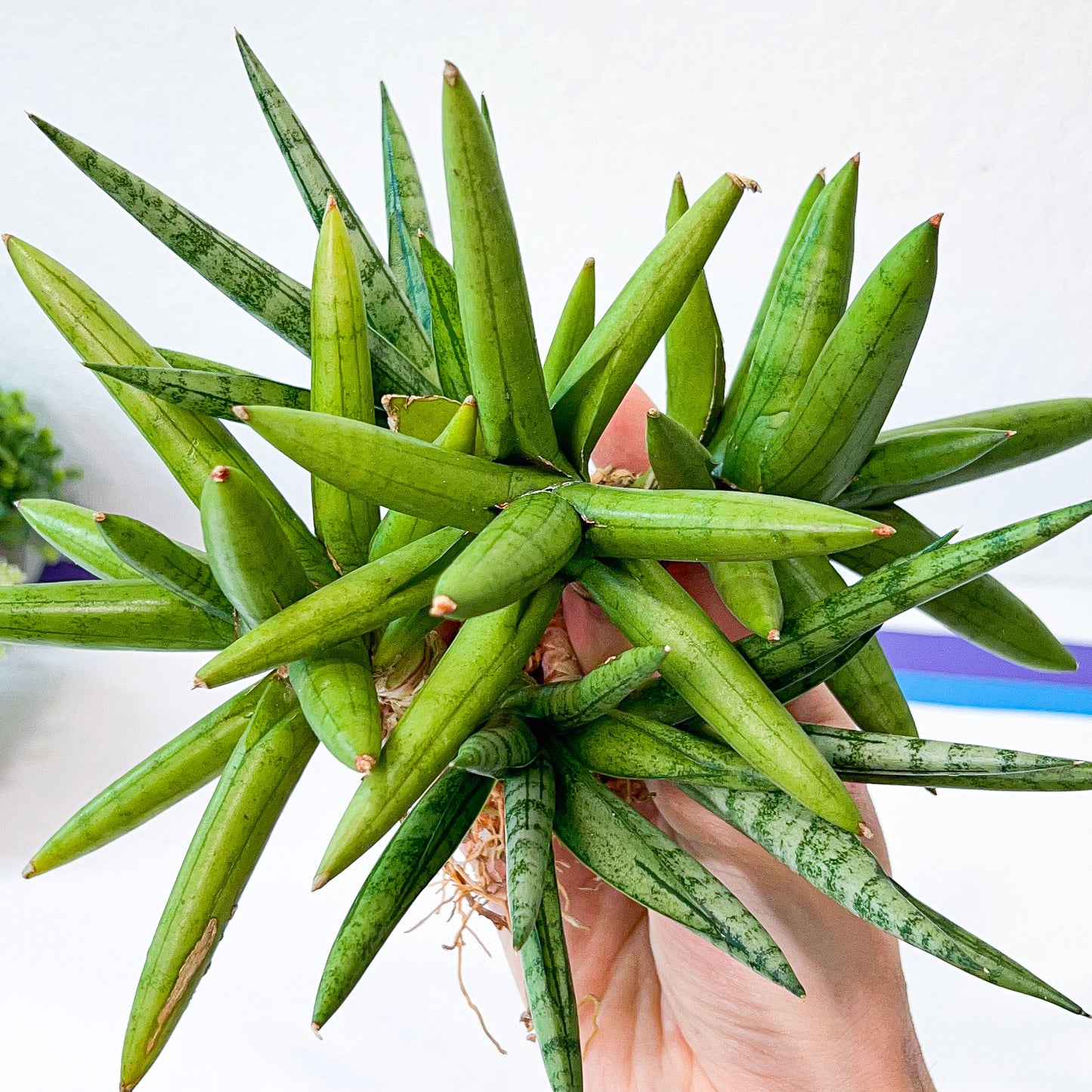 Sansevieria Silver Crown (#A10) | Rare Imported Plants | Hybrid Boncel