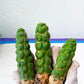 Eulychnia Castanea Spiralis Hort | Unicorn Horn Cactus| Rare Cactus | Very Rare Import