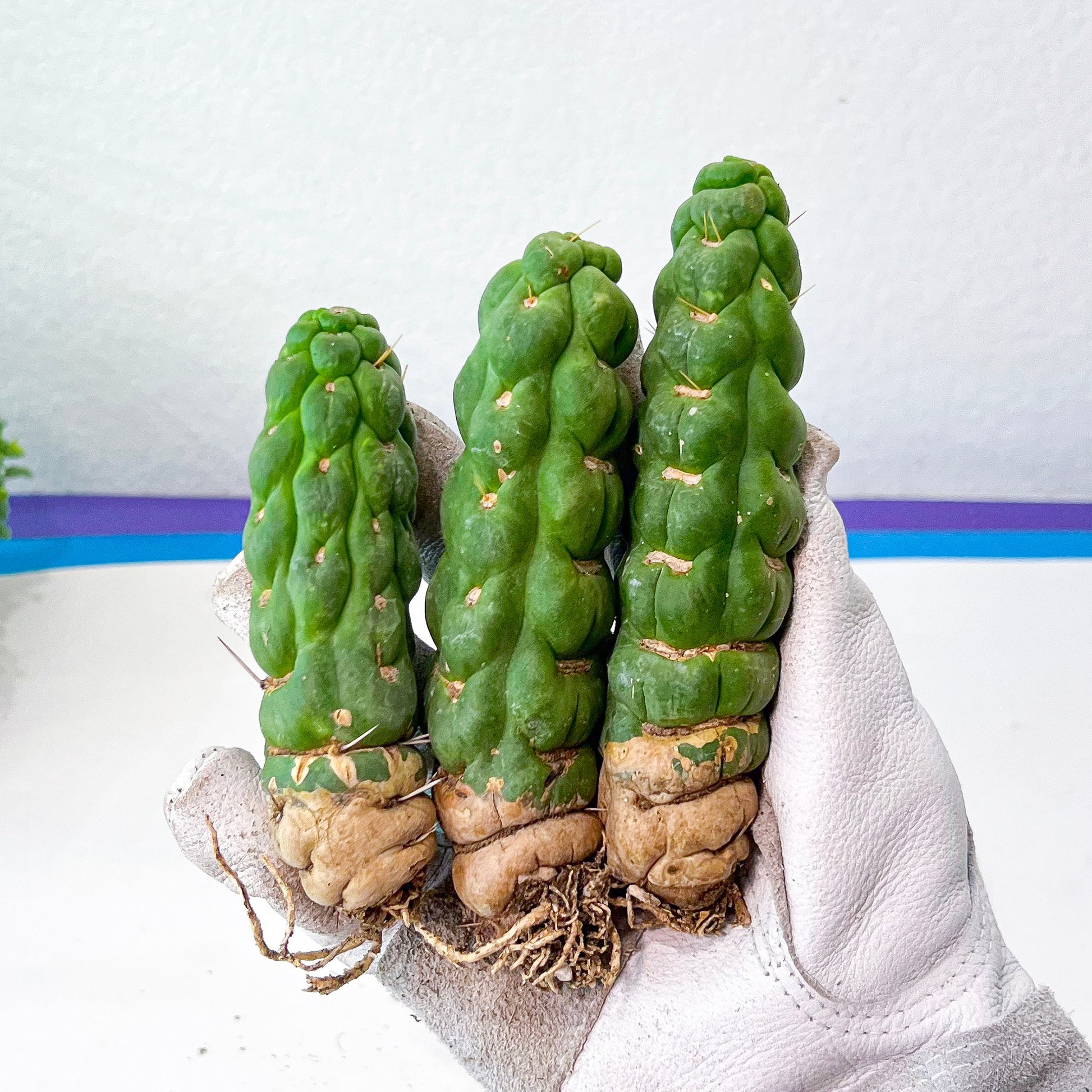 Eulychnia Castanea Spiralis Hort | Unicorn Horn Cactus| Rare Cactus | Very Rare Import