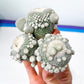 Epithelantha Micromeris (#M1) | Cotton Cactus | Ball Cactus