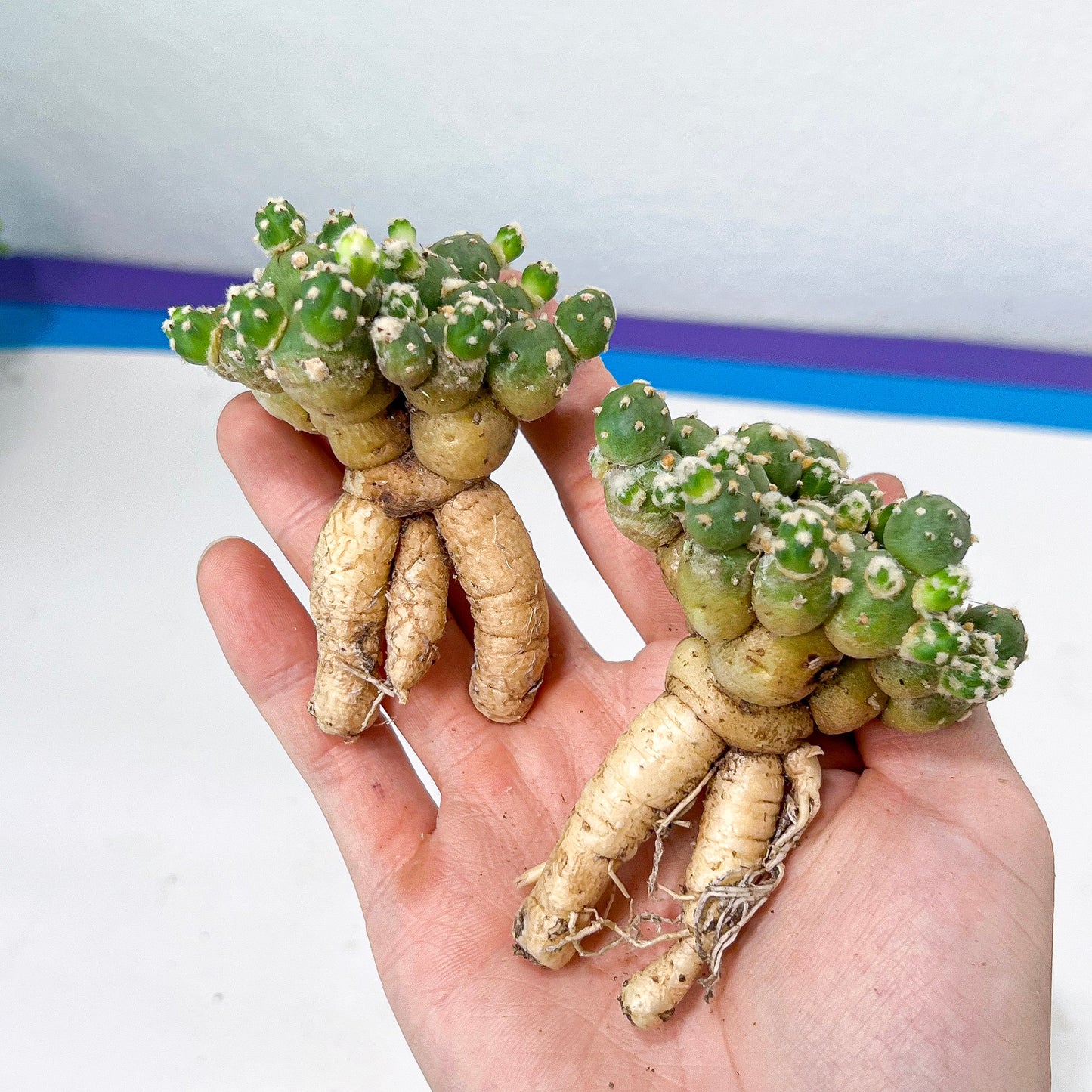 Tephrocactus Rossianus | Imported Cactus