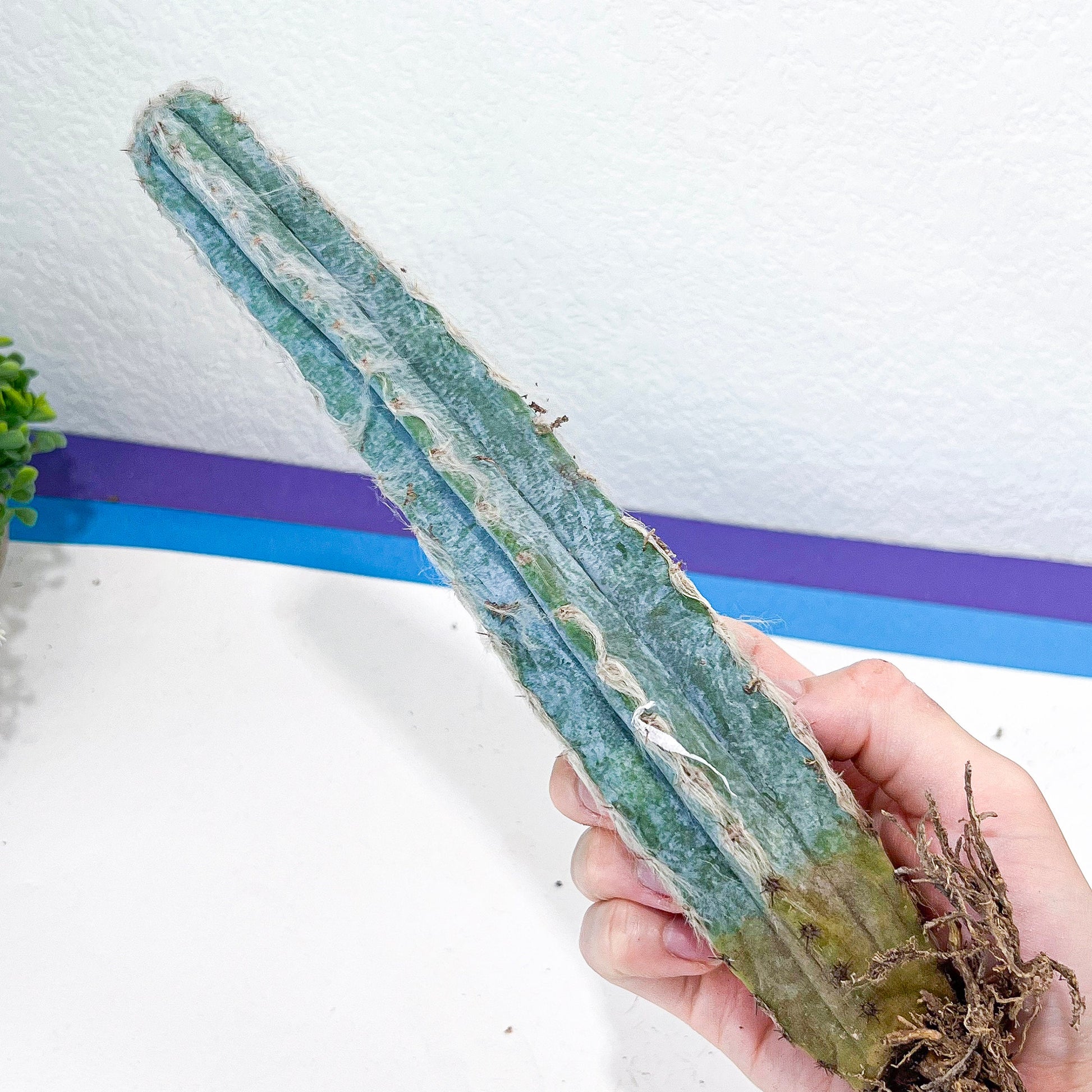 Pilosocereus Pachycladus (#V9) | Hairy Blue Candle Cactus | Hairy Cactus | 8Inch+ Tall