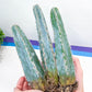Pilosocereus Pachycladus (#V9) | Hairy Blue Candle Cactus | Hairy Cactus | 8Inch+ Tall