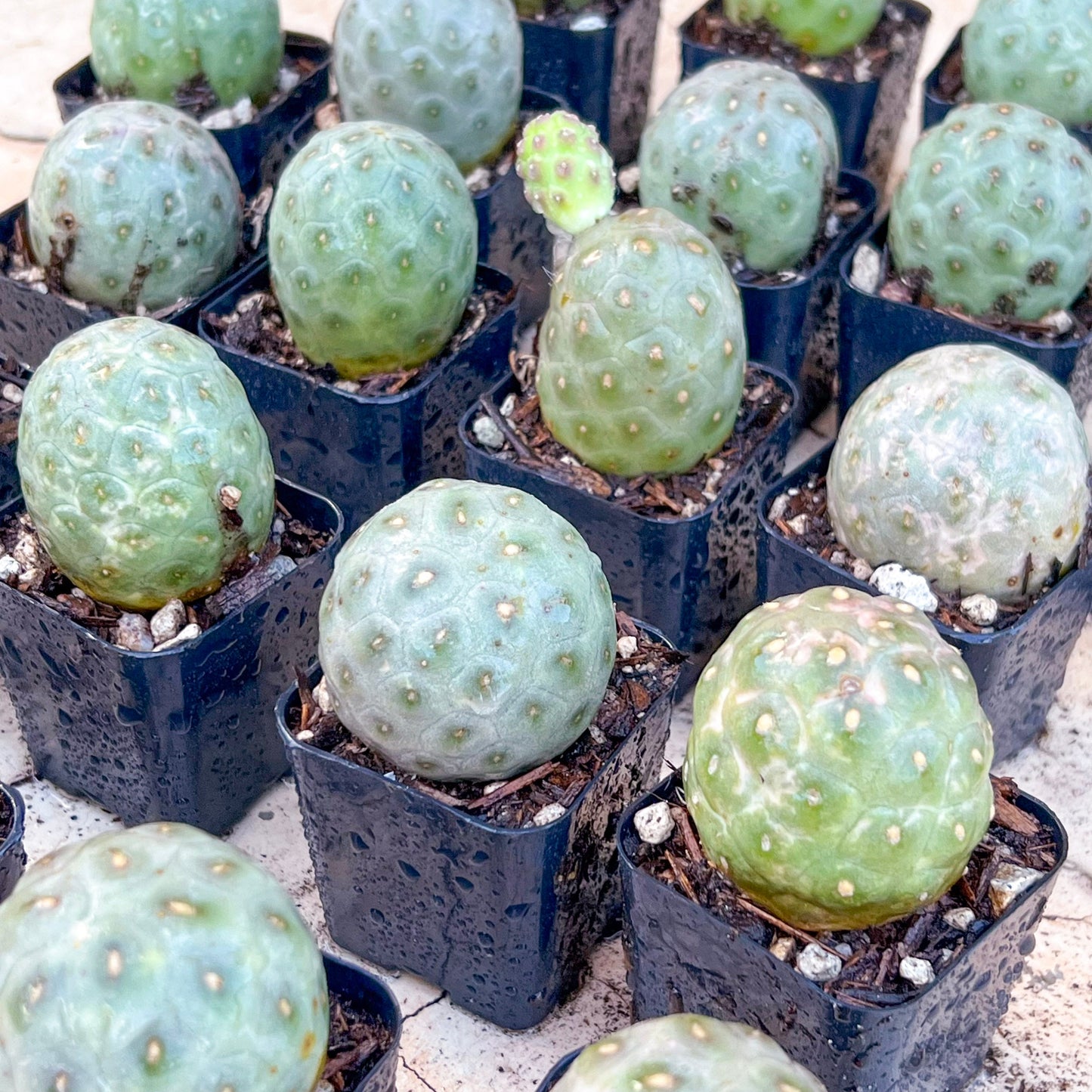 Rare Cactus - Tephrocactus Geometricus | Single Balls Cactus | Round Cactus