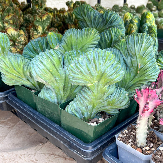 Myrtillocactus Geometrizans Crested (Green) | Imported Cactus