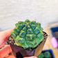 Gymnocalycium Montrose (T4) | Indoor Cactus | Beginners Plants | Grown From Seeds