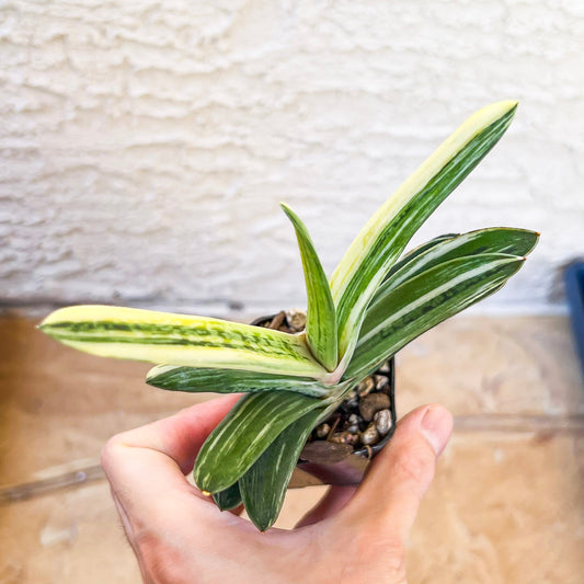 Rare Gasteria Hybrid (#F1) | South African Plants | Imported Plants
