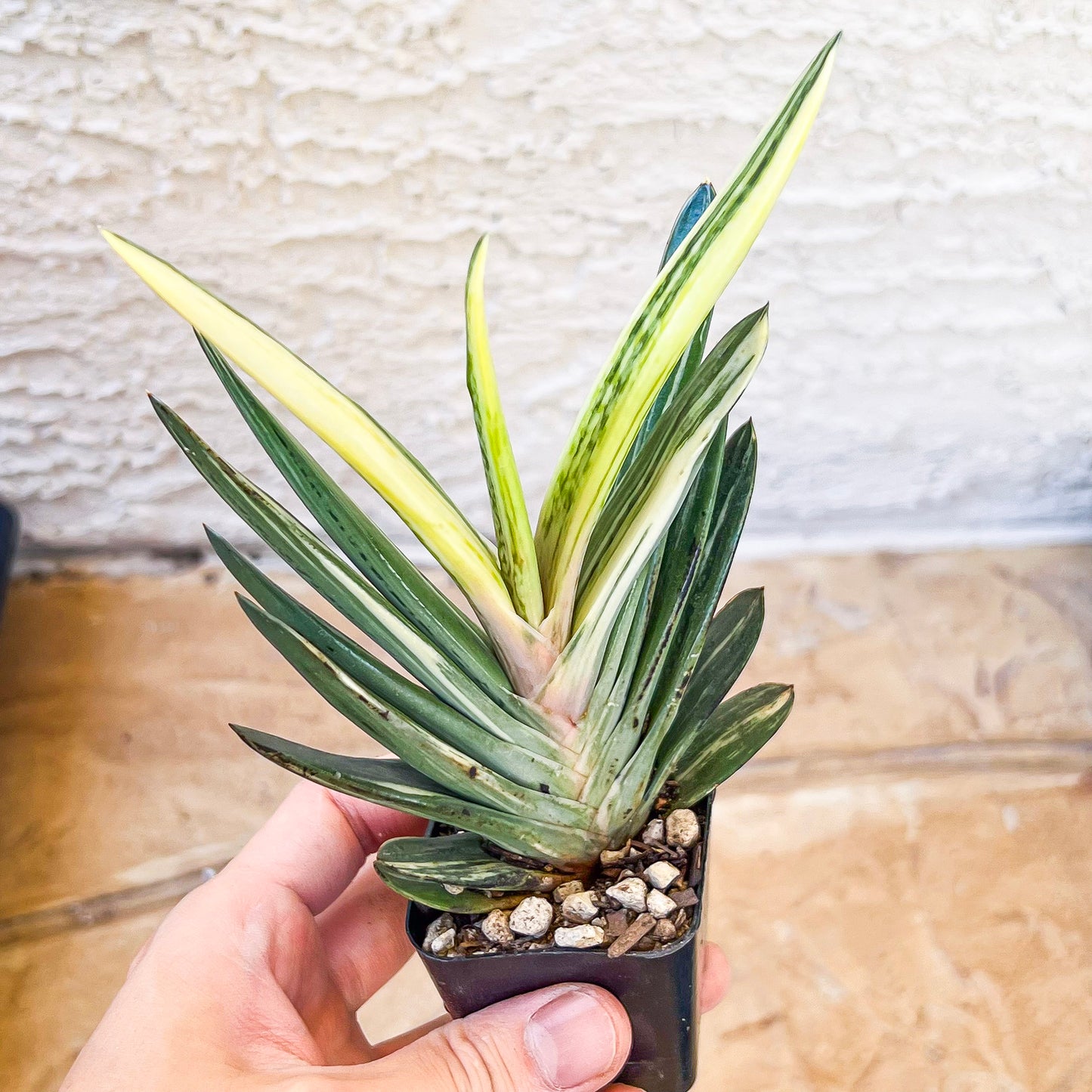 Rare Gasteria Hybrid (#F1) | South African Plants | Imported Plants