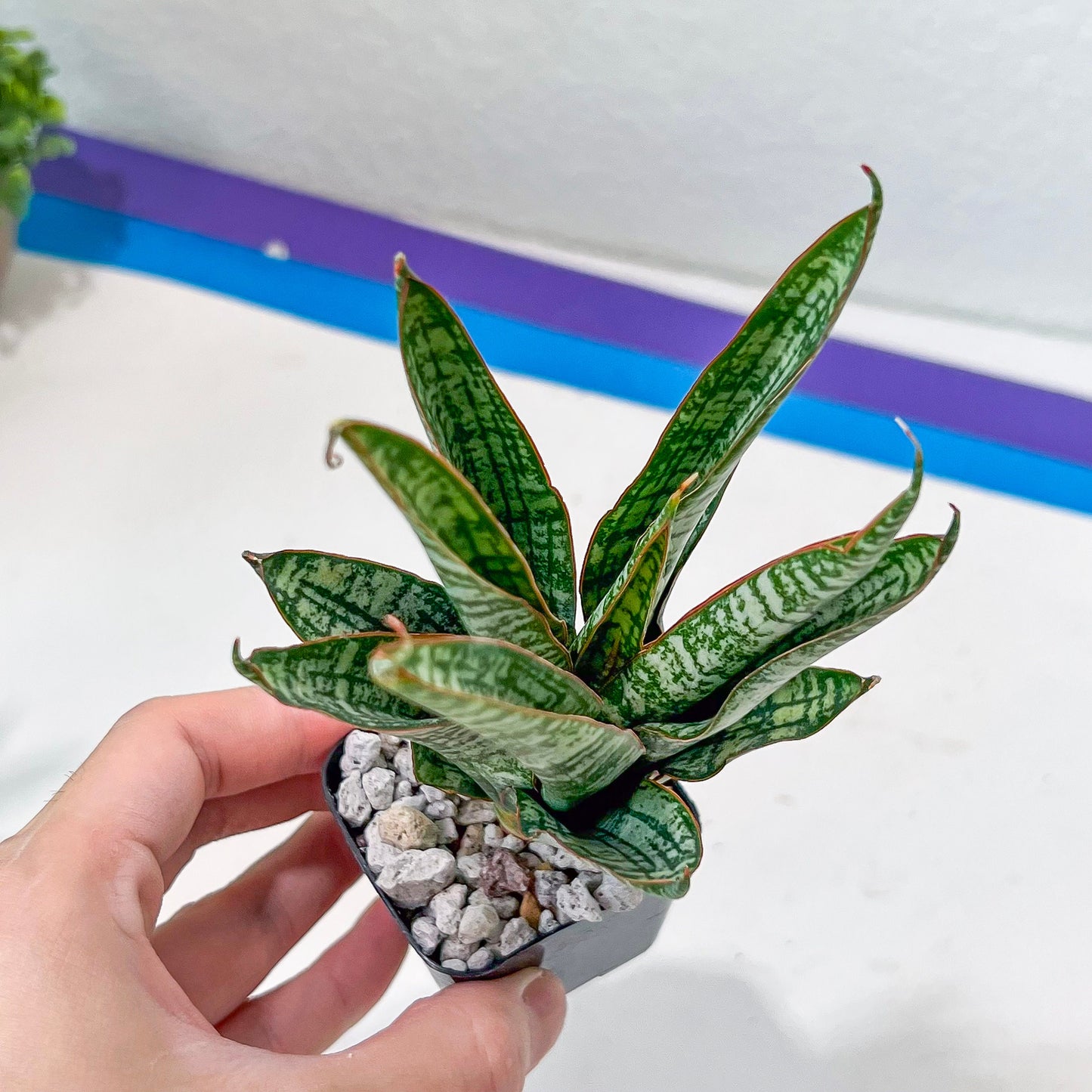 Sansevieria Zeebra Fireworks (#AC29) | Imported Hybrid | 2" Pots