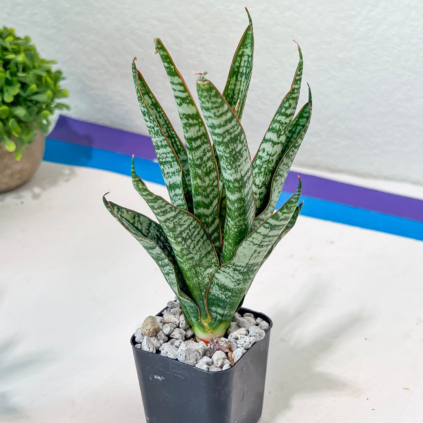 Sansevieria Zeebra Fireworks (#AC29) | Imported Hybrid | 2" Pots
