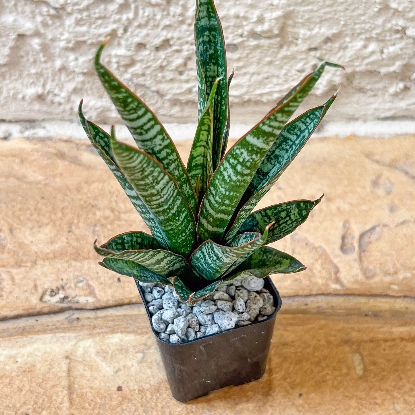 Sansevieria Zeebra Fireworks (#AC29) | Imported Hybrid | 2" Pots