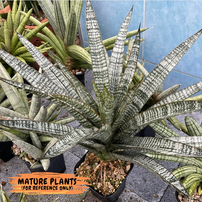 Sansevieria Zeebra Fireworks (#AC29) | Imported Hybrid | 2" Pots