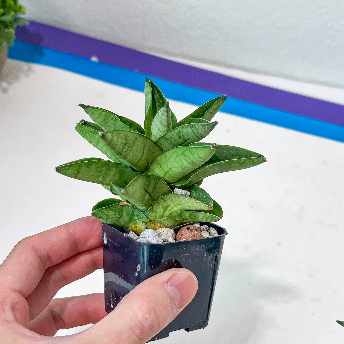 Sansevieria Veera (#AC23) | Imported Hybrid | 2" Pots