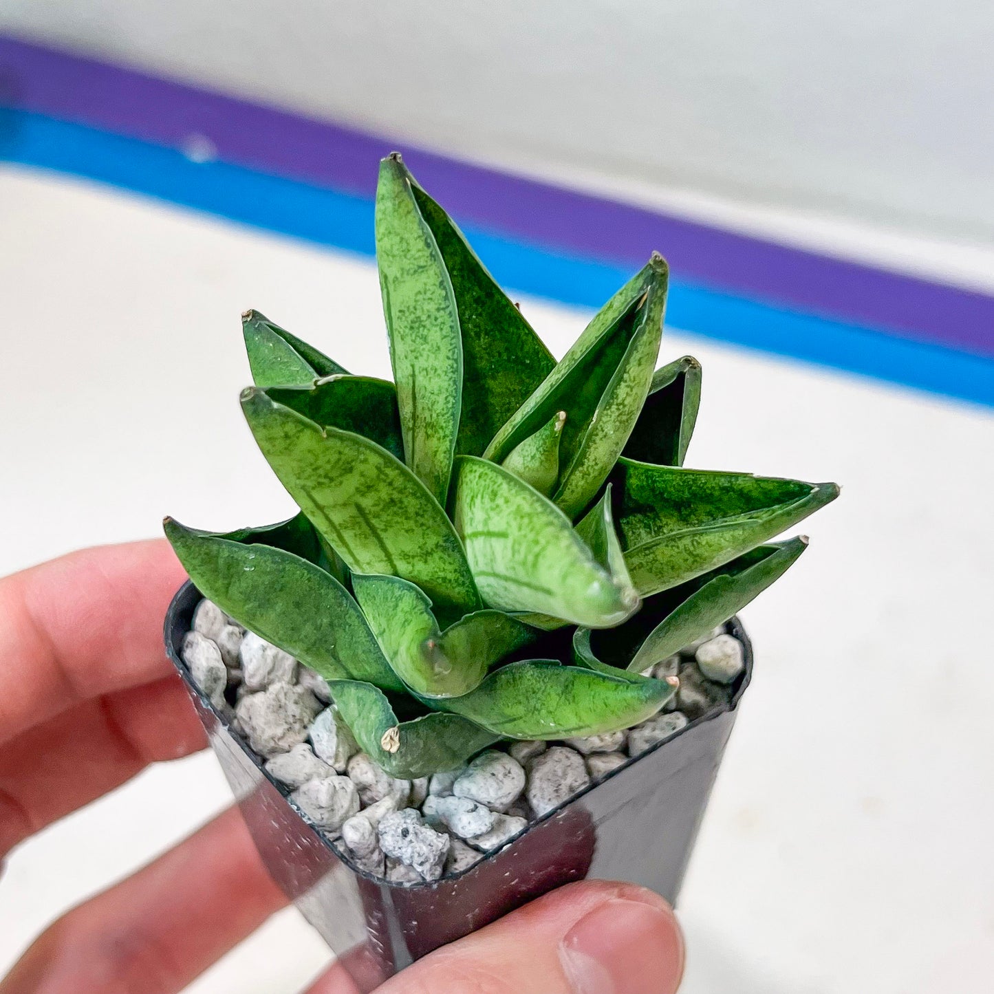 Sansevieria Veera (#AC23) | Imported Hybrid | 2" Pots