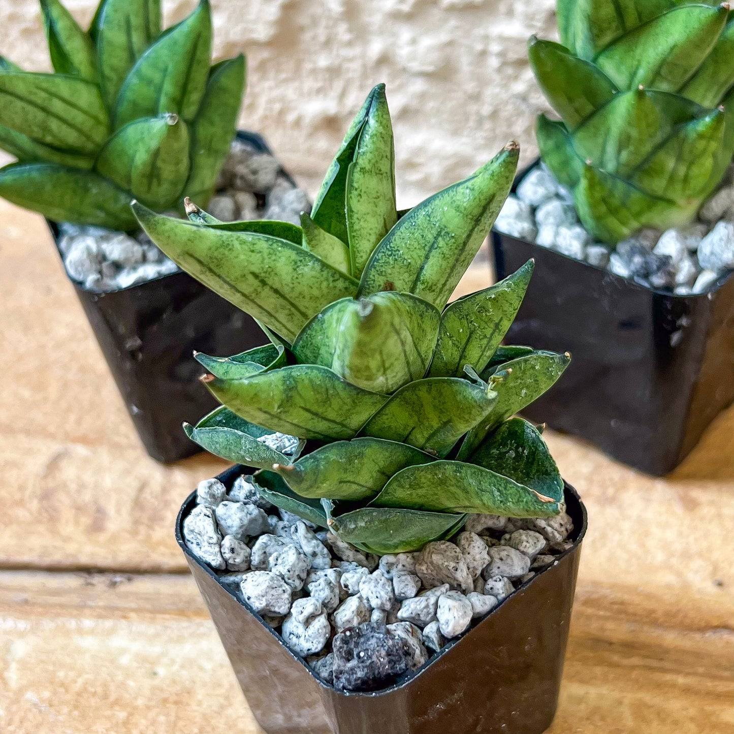 Sansevieria Veera (#AC23) | Imported Hybrid | 2" Pots