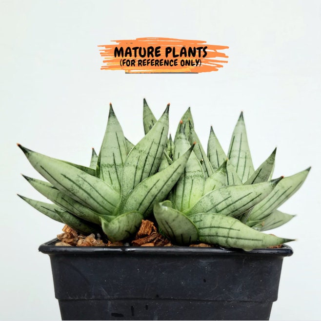 Sansevieria Toob (#AC14) | Rare Imported House Plants | Rare Hybrids