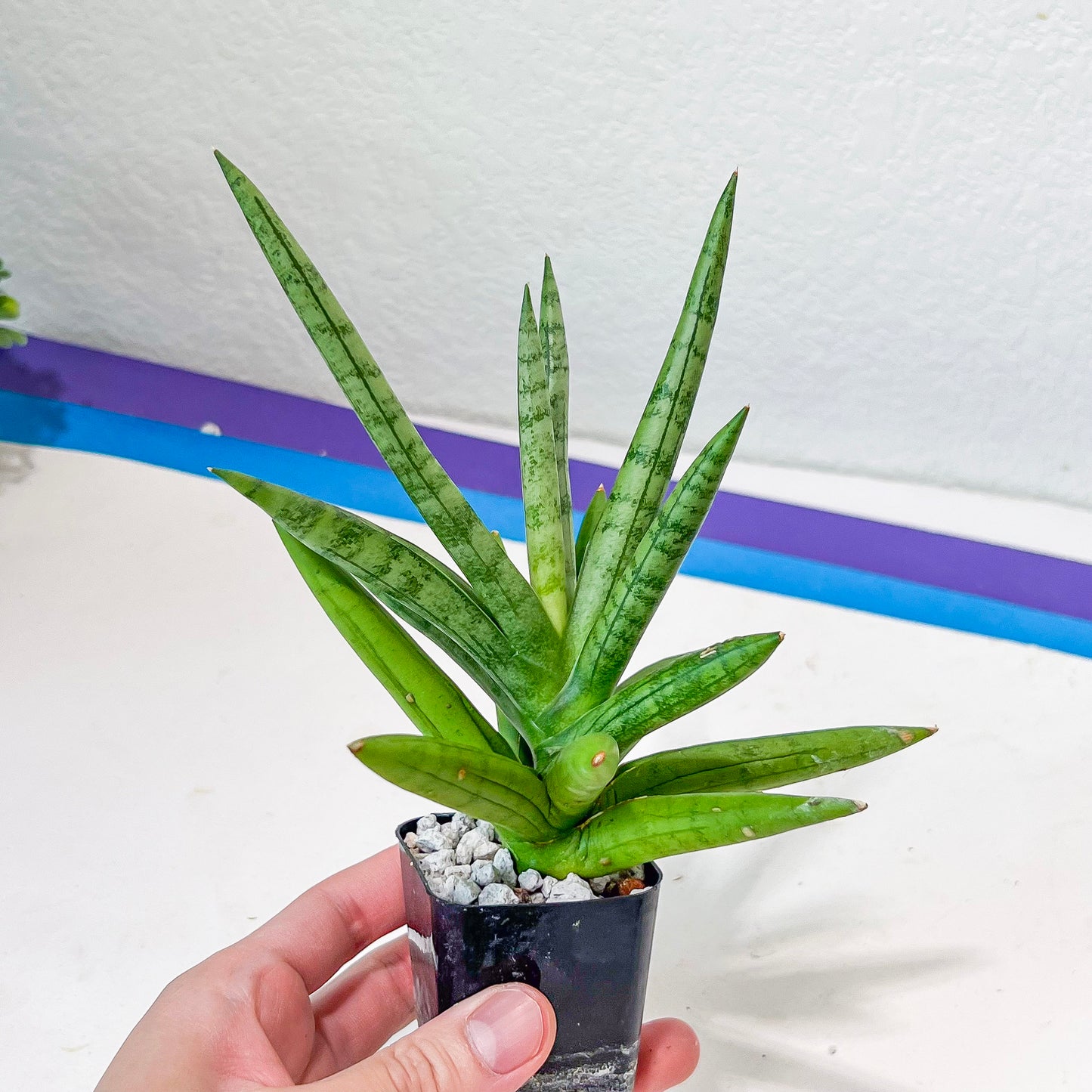 Sansevieria Silver Crown (#A10) | Rare Imported Plants | Hybrid Boncel