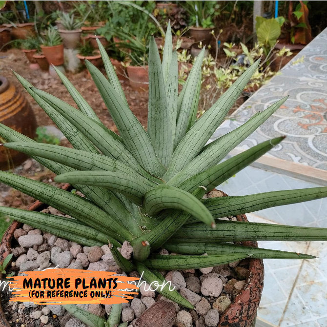 Sansevieria Silver Crown (#A10) | Rare Imported Plants | Hybrid Boncel