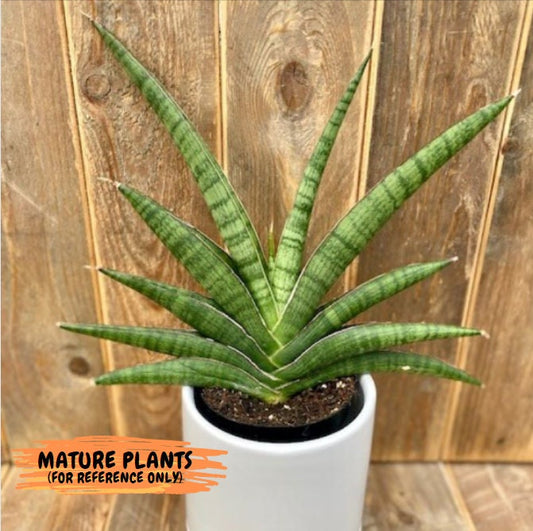 Sansevieria Marsha Anjani (h9) | Imported Plants | Rare Hybrid Species