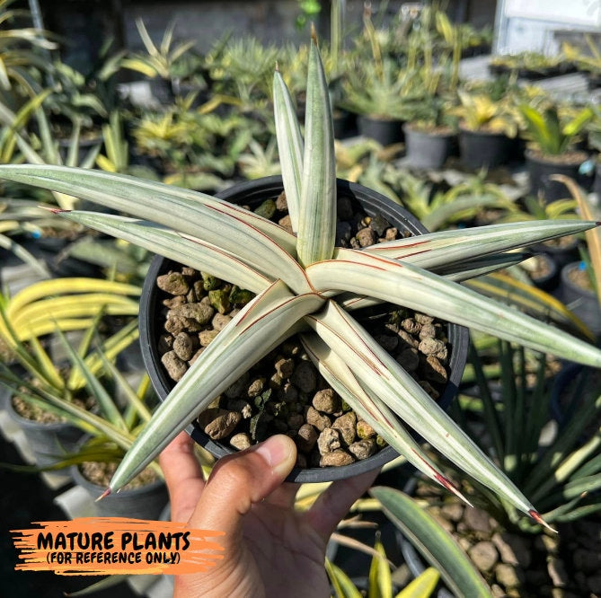 Sansevieria Blue Cone White Variegated | Snake Plant | Rare Imported Plants