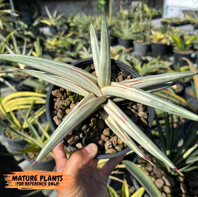 Sansevieria BLUE Cone White Variegated | Snake Plant | Rare Imported Plants