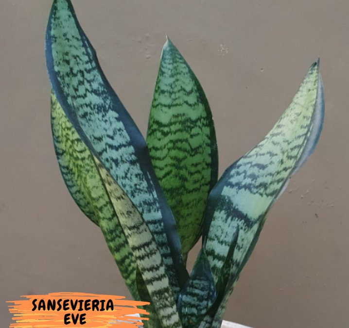 Sansevieria Moonshine Mutant | Choose Your Own Rare Plant