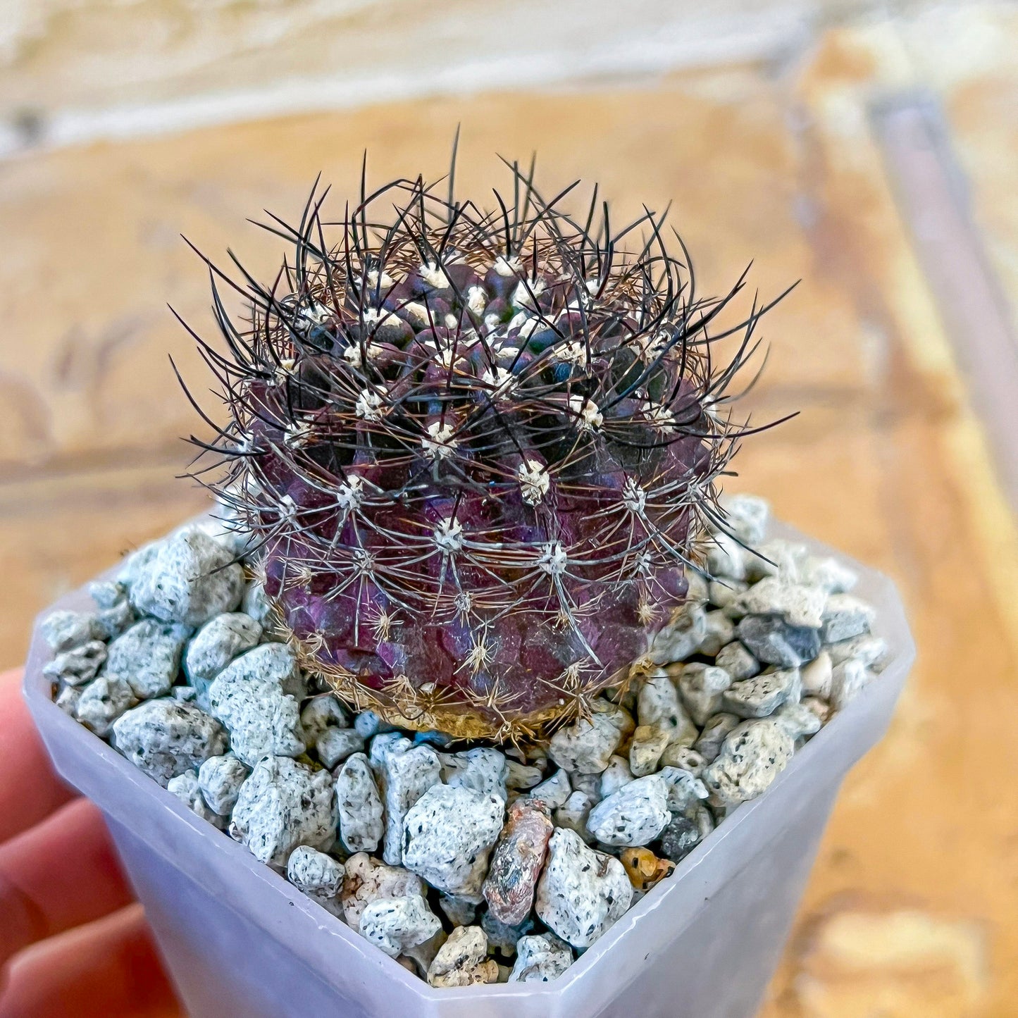 Neoporteria Bicolor or Eriosyce Islayensis (#P12) | Cotton Cactus | Fluffy Cactus | 2.8Inch Planter