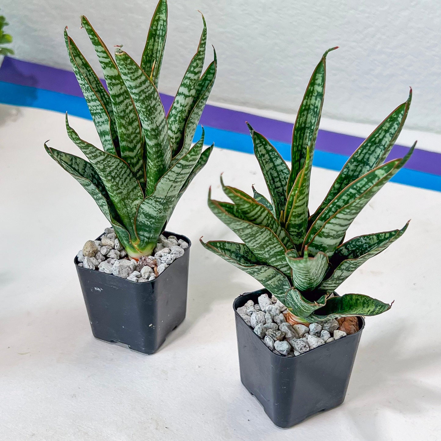 Sansevieria Zeebra Fireworks (#AC29) | Imported Hybrid | 2" Pots