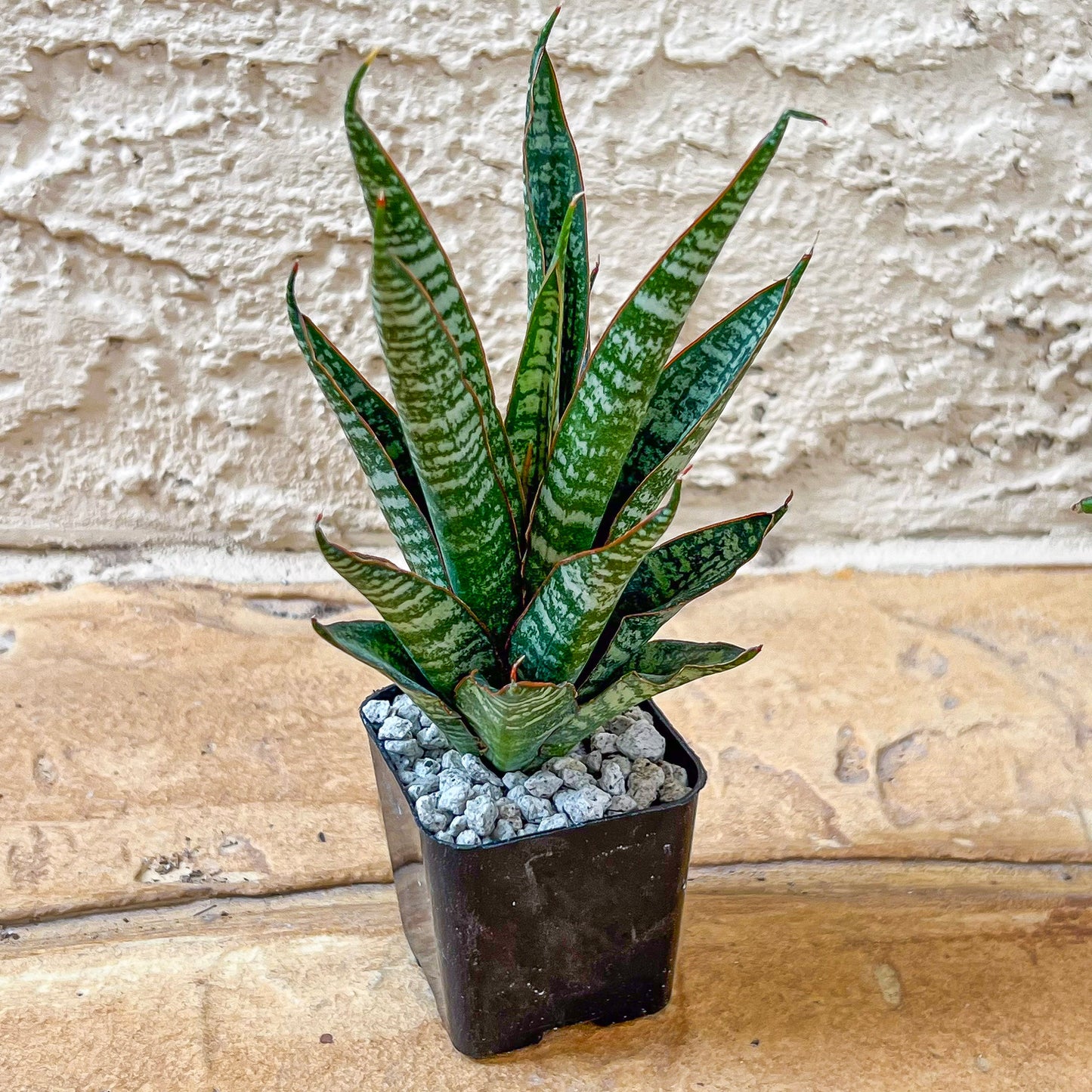 Sansevieria Zeebra Fireworks (#AC29) | Imported Hybrid | 2" Pots