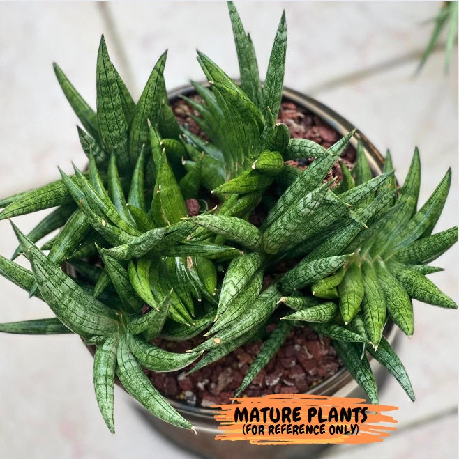 Sansevieria Crazy Crab (#AC4) | Imported Hybrid Snake Plants