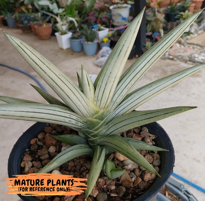 Sansevieria Ice Man (#AC10) | Rare Imported House Plants