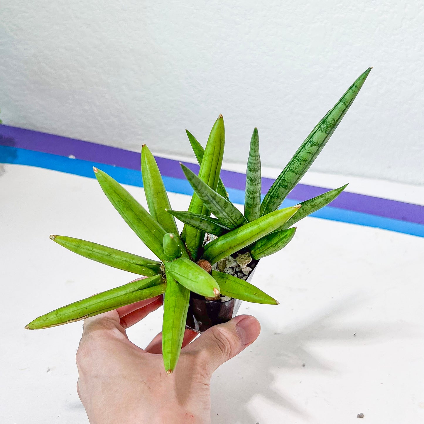 Sansevieria Silver Crown (#A10) | Rare Imported Plants | Hybrid Boncel