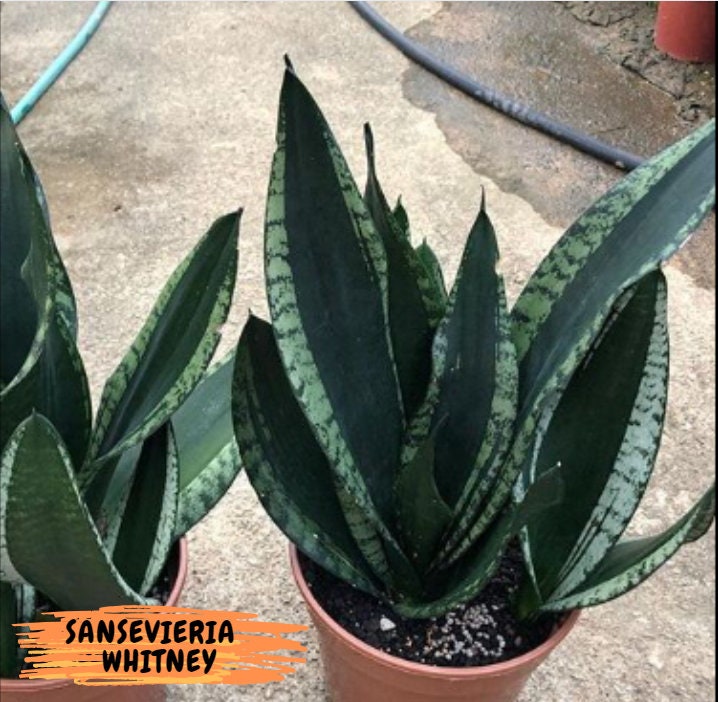 Sansevieria Moonshine Mutant | Choose Your Own Rare Plant
