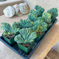 Myrtillocactus Geometrizans Cristata Variegata | Very Rare Import | Variegated Blue Candle Crest Cactus