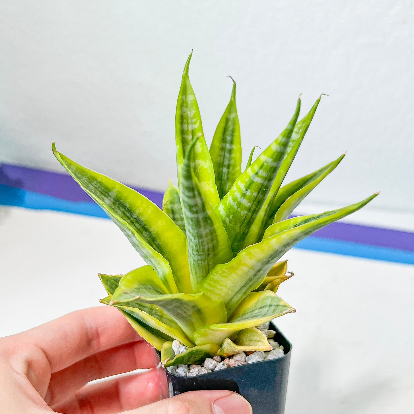 Sansevieria Cordova (#RA23) | Rare Imported Plants | 2" Pot