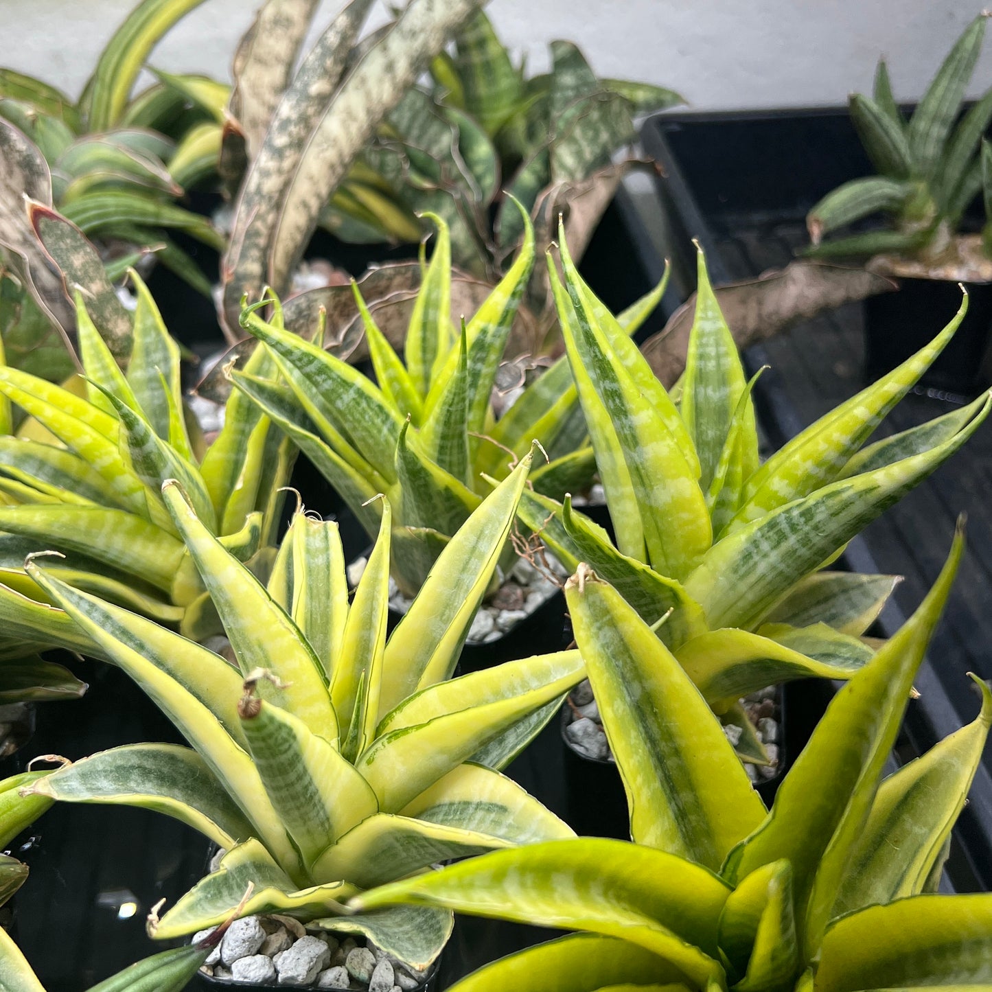 Sansevieria Cordova (#RA23) | Rare Imported Plants | 2" Pot