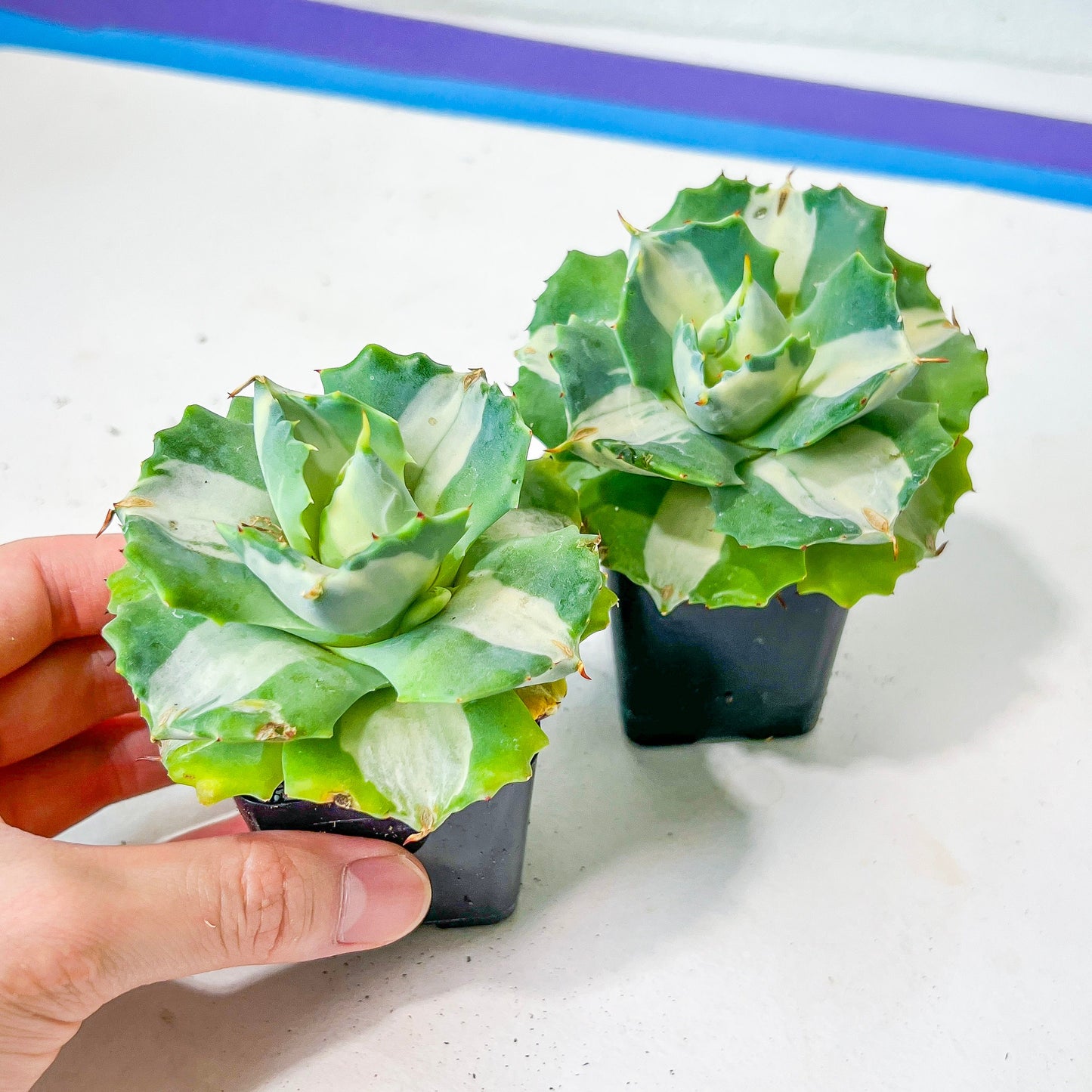 Agave Ohiraijin Shiro (#V4) | Mexican Plants | Imported Rare Agave | 2Inch Planter