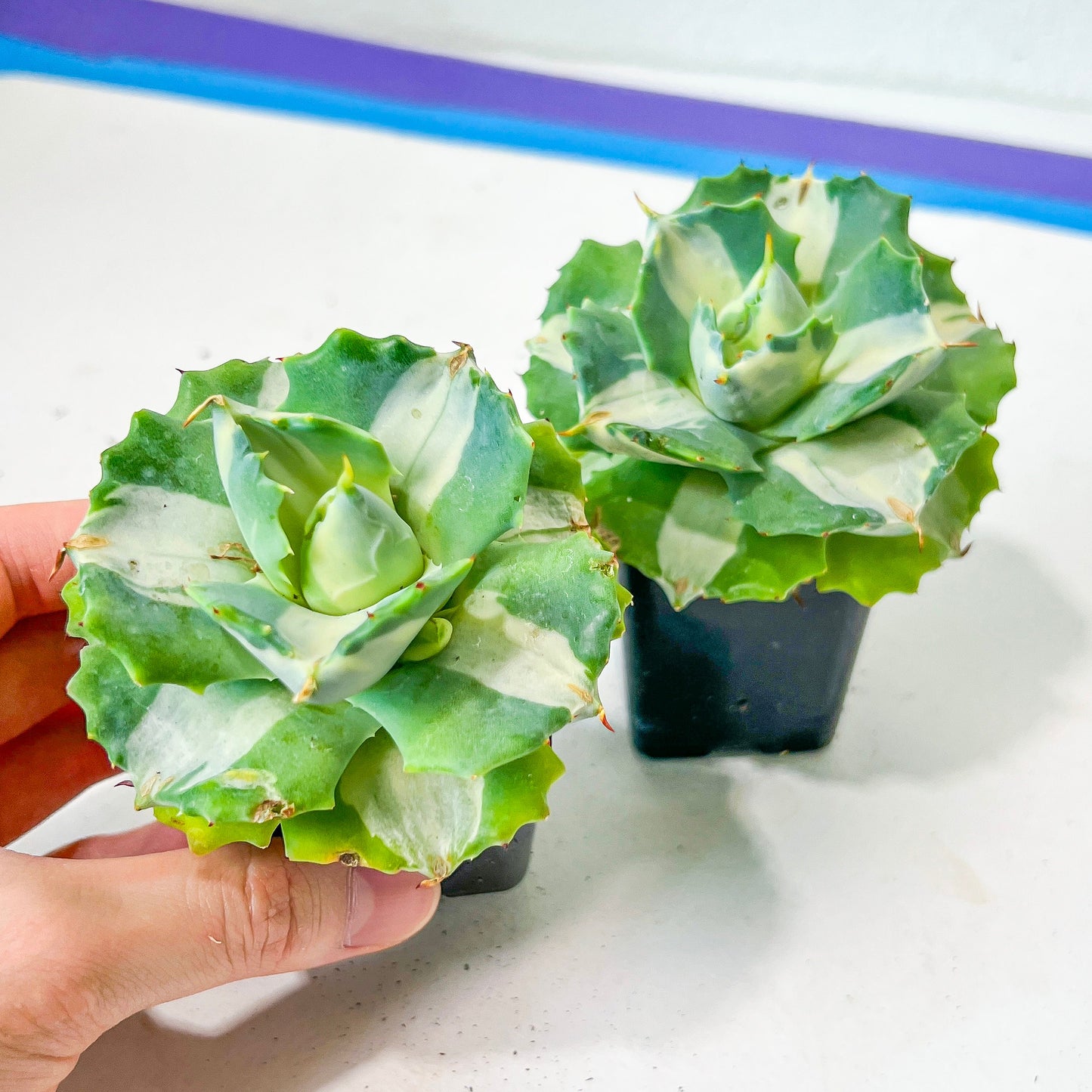 Agave Ohiraijin Shiro (#V4) | Mexican Plants | Imported Rare Agave | 2Inch Planter
