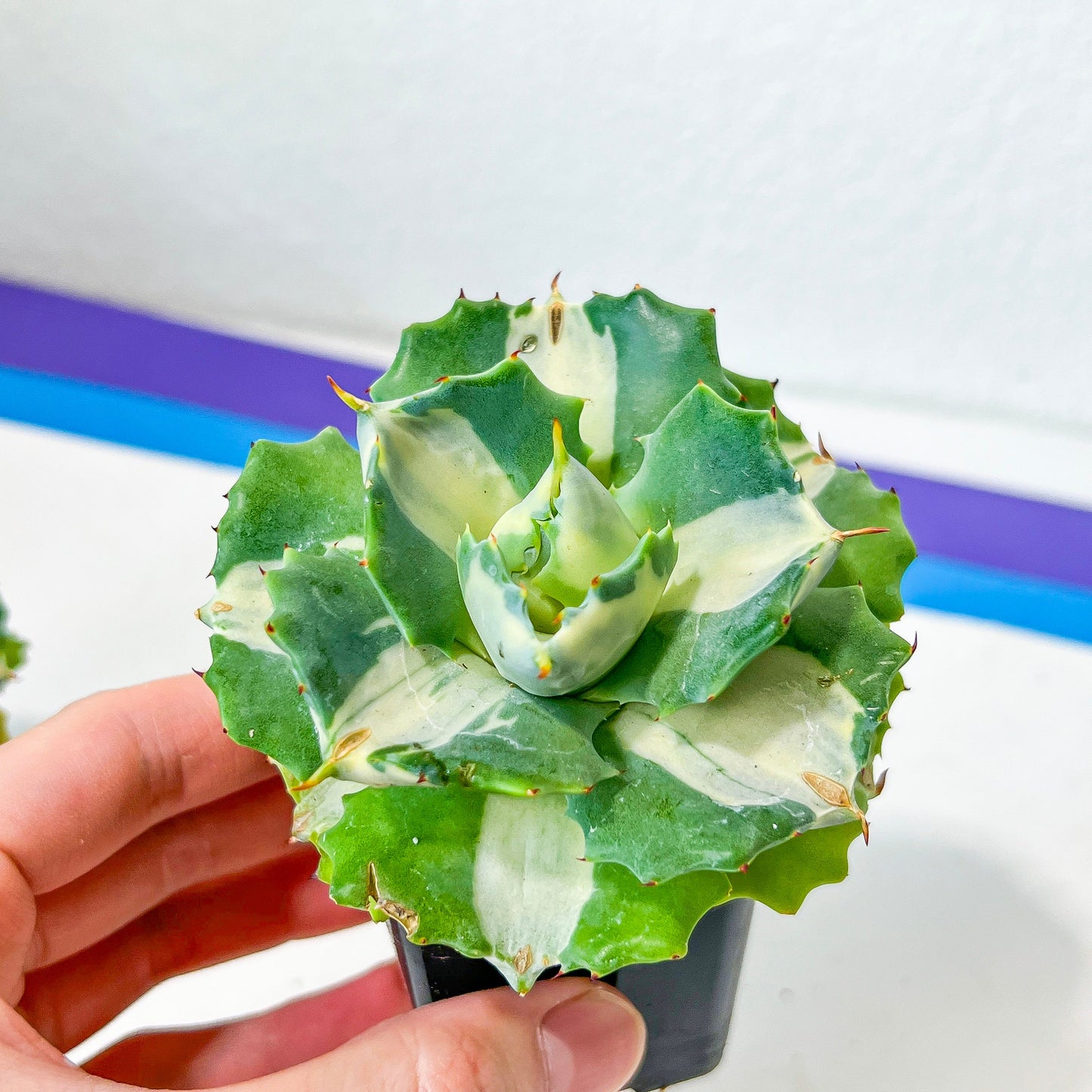 Agave Ohiraijin Shiro (#V4) | Mexican Plants | Imported Rare Agave | 2Inch Planter