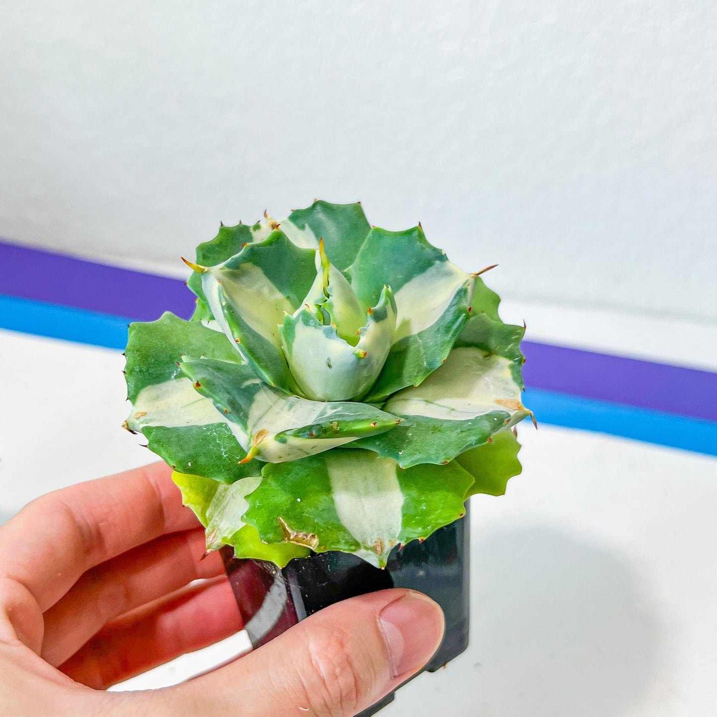 Agave Ohiraijin Shiro (#V4) | Mexican Plants | Imported Rare Agave | 2Inch Planter