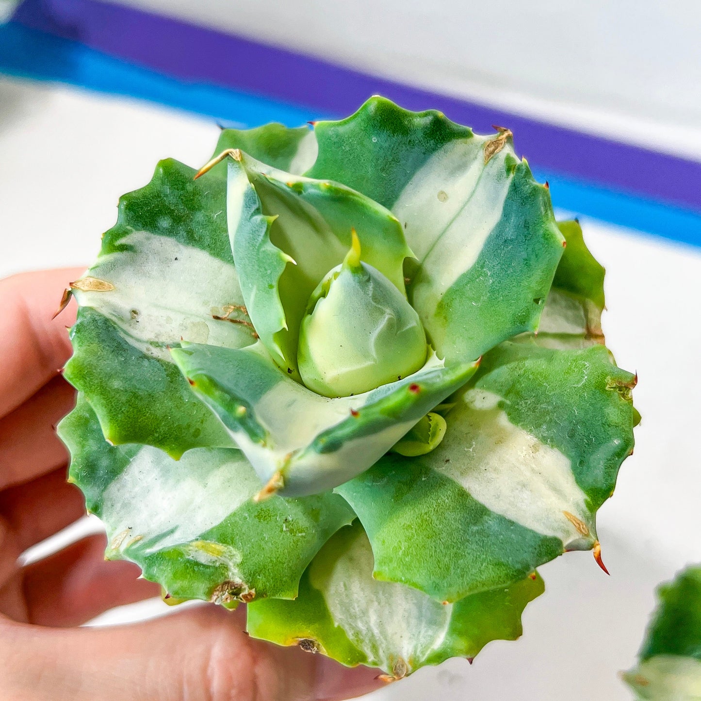 Agave Ohiraijin Shiro (#V4) | Mexican Plants | Imported Rare Agave | 2Inch Planter